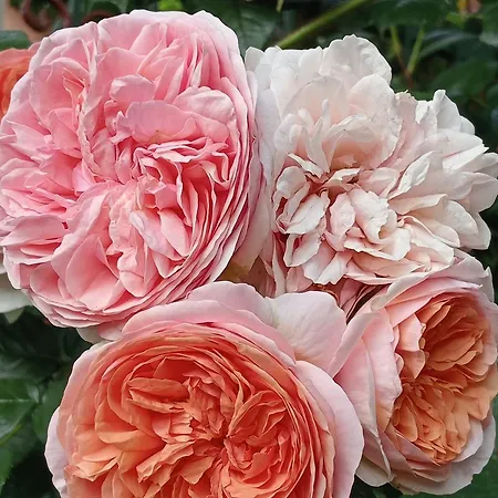 Roses House