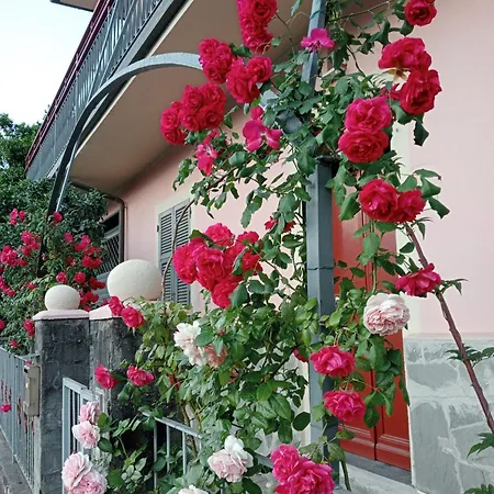 Roses House *