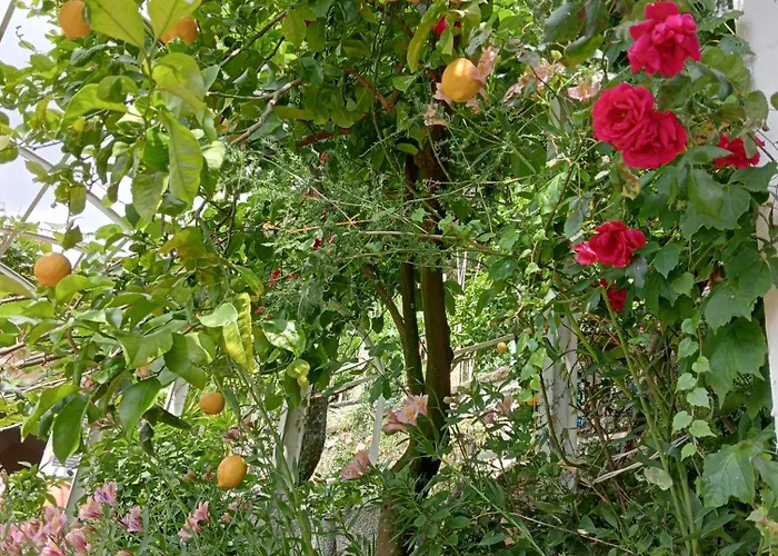 펜션 Roses House 세스트리레반떼