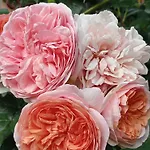 Roses House