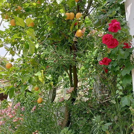 Σπίτι διακοπών Roses House Σέστρι Λεβάντε