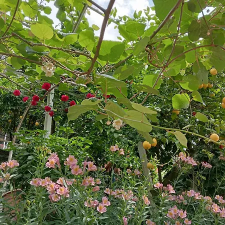 Roses House *