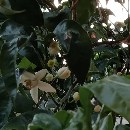 Roses House Σέστρι Λεβάντε