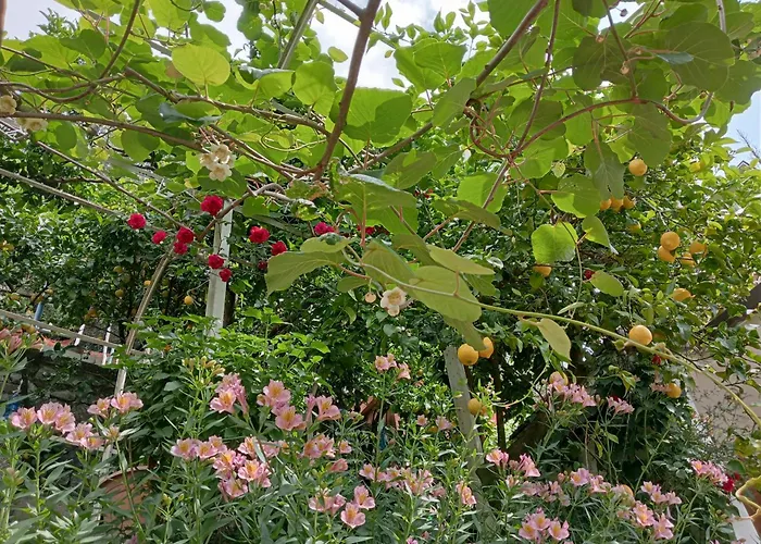 Roses House *