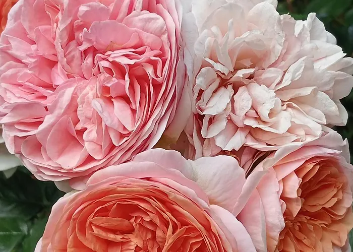 Roses House