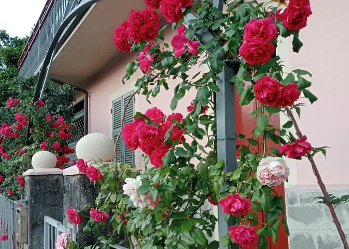 Roses House *